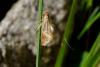 Nematopogon swammerdamella